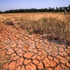 Cánh đồng lúa đến kỳ thu hoạch bị chết khô, nứt nẻ vì khô hạn, nhiễm mặn kéo dài ở Đồng bằng sông Cửu Long. (Ảnh: Trọng Đạt/TTXVN)