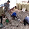 Nam Định: Ngao sạch Giao Thủy đang lấy lại thị trường