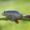 Hình ảnh độc đáo về chú ếch cây đang tập thể dục
