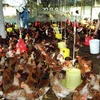 Tây Ninh xuất sang Campuchia 10.000 con gà sạch mỗi ngày