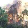 Dập tắt kịp thời vụ cháy 8ha rừng trồng tại Quảng Ngãi
