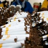 Lượng thuốc lá lậu được tiêu thụ tại thị trường Italy giảm 50%