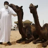 Phát hiện virus MERS tại một chuồng lạc đà ở Saudi Arabia