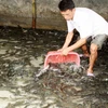 Trà Vinh: Giá cá lóc giảm, người nuôi đối mặt nguy cơ thua lỗ