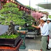 Khách tham quan các tác phẩm bonsai trưng bày tại Lễ hội. (Ảnh: An Hiếu/TTXVN)