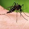 Muỗi anopheles - sinh vật nguy hiểm nhất trên thế giới