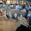 Việt Nam là thị trường xuất khẩu gia súc lớn thứ hai của Australia
