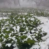 Tuyết rơi phủ trắng trên các cánh đồng xã Hang Kia và Pà Cò của huyện Mai Châu. (Ảnh: Vũ Hà/TTXVN)