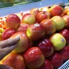 Vi khuẩn có trong táo nhập khẩu từ Hoa Kỳ nguy hiểm như thế nào? 