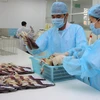 Bệnh u lym-phô ác tính có chiều hướng gia tăng ở Việt Nam 