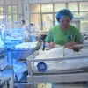 Chăm sóc trẻ mới sinh tại Bệnh viện Phụ sản Trung ương. (Ảnh: T.G/Vietnam+)