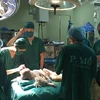 Các bác sỹ Bệnh viện Xanh Pôn (Hà Nôi) tiến hành ca phẫu thuật. (Ảnh: PV/Vietnam+)