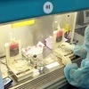 Xử lý các mẫu máu dây rốn để chiết tách tế bào gốc đưa vào lưu trữ. (Ảnh: TTXVN/Vietnam+)