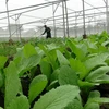 Sản xuất rau màu sạch trong nhà lưới tại tổ hợp tác trồng rau an toàn huyện Cao Lãnh, tỉnh Đồng Tháp. (Ảnh: Chương Đài/TTXVN)
