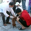 Người dân cần tiêm vắcxin phòng dại cho đàn chó nuôi. (Ảnh: Đồng Thúy/TTXVN)