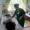 Các bác sỹ Bệnh viện Đa khoa tỉnh Gia Lai điều trị cho các bệnh nhân mắc bệnh bạch hầu. (Ảnh: Quang Thái/TTXVN)