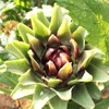 Hoa Atiso đặc biệt được trồng nhiều ở Đà Lạt. (Ảnh: TTXVN/Vietnam+)