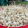 [Photo] Mùa thu hoạch "vàng trắng" trên huyện Đảo Lý Sơn 
