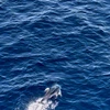 Đàn cá heo ở biển Đông bơi, nhào lộn theo tàu ra Trường Sa