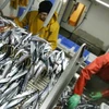 Châu Âu quy định giảm sản lượng đánh bắt cá biển
