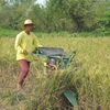 Nông dân Philippines thu hoạch lúa gạo.
