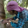 Nông dân cạo mủ cao su trng một đồn điền ở Kerala. (Nguồn: livemint.com)