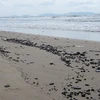 Dầu vón cục tiếp tục tràn vào bãi biển Vũng Tàu