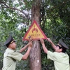 Phú Quốc: Hơn 4.000ha rừng nguy cơ cháy bất kỳ lúc nào
