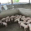 Kỹ thuật chăn nuôi lợn thịt sạch bằng men ủ vi sinh