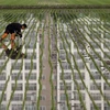 Hàn Quốc đối mặt tình trạng thừa cung gạo trong năm nay