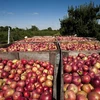 EU tăng gấp đôi hạn ngạch nhập khẩu nông phẩm từ Moldova