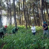 Ban Chỉ đạo Tây Nguyên làm việc với Kon Tum về bảo vệ rừng