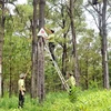 Ban Chỉ đạo Tây Nguyên kiểm tra công tác quản lý rừng tại Gia Lai