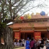Phú Yên: Cây bồ đề 200 tuổi được công nhận là cây di sản