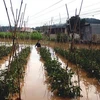 [Photo] Mưa lũ bất ngờ gây ngập lụt hàng trăm nhà dân ở Lâm Đồng