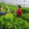 Ngành nông nghiệp Trung Quốc chứng kiến làn sóng sáp nhập