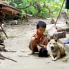 Cảnh báo nguy cơ bùng phát bệnh dại trên đàn chó tại Nam Định