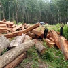 Rừng và đất rừng ở Đắk Lắk vẫn bị chặt phá, lấn chiếm trái phép