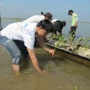 Trà Vinh trồng thử nghiệm 16.000 cây bần phòng hộ ven biển