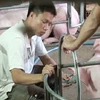 Phạt nặng cơ sở bơm nước vào bụng lợn để tăng trọng lượng