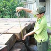 Đà Nẵng: Phát hiện vụ chặt gỗ lậu nghiêm trọng tại rừng Bà Nà