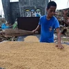 Philippines hạ mục tiêu về sản lượng lúa gạo trong năm 2014