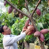 Sẽ có định hướng lại để phát triển cây cacao tại Việt Nam