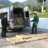 Quảng Ninh: Bắt và tiêu hủy 15.000 con gà con nhập lậu