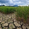 Hạn hán khiến sản lượng thóc gạo Thái Lan sụt giảm trên 30%