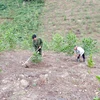Chủ đầu tư dự án thủy điện tại Phú Yên “chây ỳ” trồng rừng thay thế