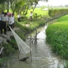 Cà Mau mở rộng mô hình sản xuất lúa kết hợp với nuôi cá đồng 