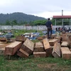 Lâm Đồng: Tạm giam 2 đối tượng tổ chức khai thác 300m3 gỗ trái phép