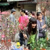 Hà Nội tổ chức 49 chợ hoa Xuân phục vụ Tết Nguyên đán Ất Mùi