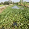 Trà Vinh: Nước mặn lấn sâu hơn 50km đe dọa lúa Đông Xuân
